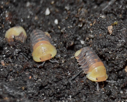 Rubber Ducky Isopods (Cubaris sp.)
