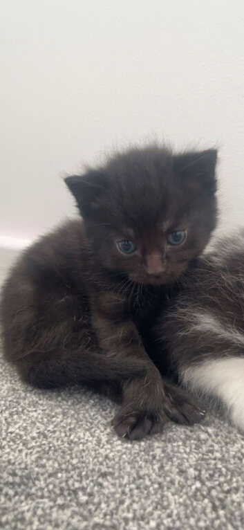 3 kittens looking for loving homes