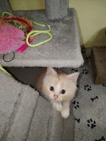 Ragdoll/ragdoll mix domestic