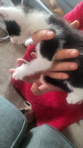 3 kittens for sale