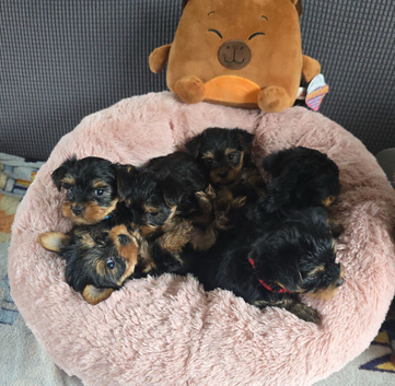 5 little cuddly loving puppies looking for their new loving home