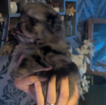 Beautiful fluffy pom-shiz puppies ready in 1 week