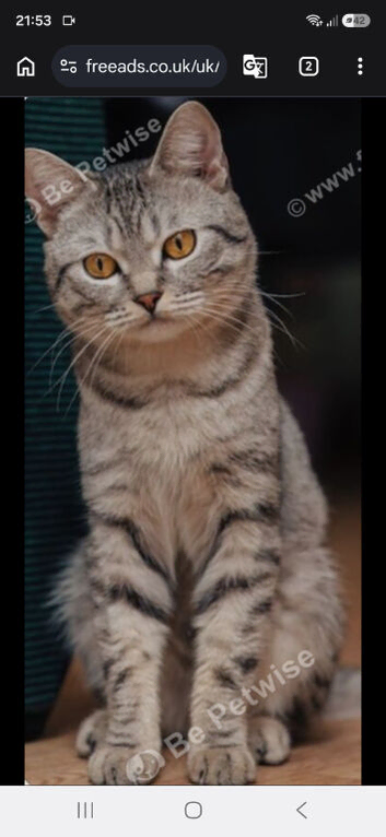 British short hair for rehome