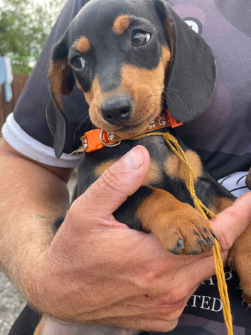 Miniature dachshund puppies