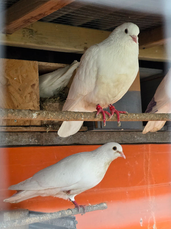 White Pigeon &pound;15