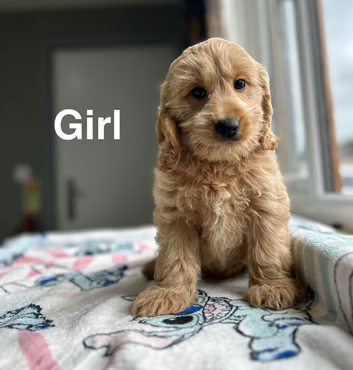 3 charming cockapoo puppies ready to find a home