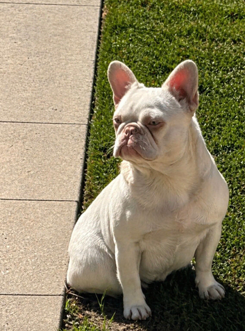 Female visual Pink frenchbulldog