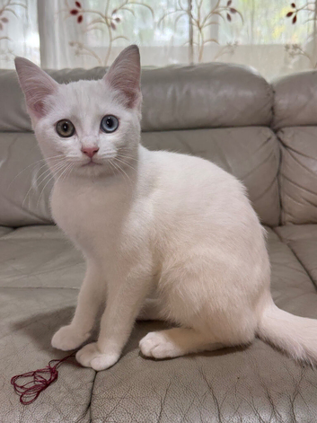 Cute kitten