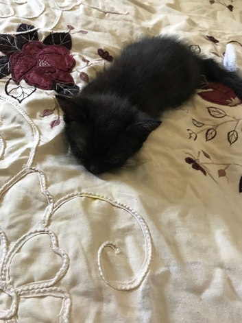 8 week old kittens