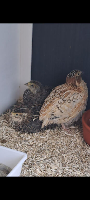 Jumbo quail