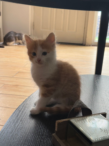 Kittens for sale