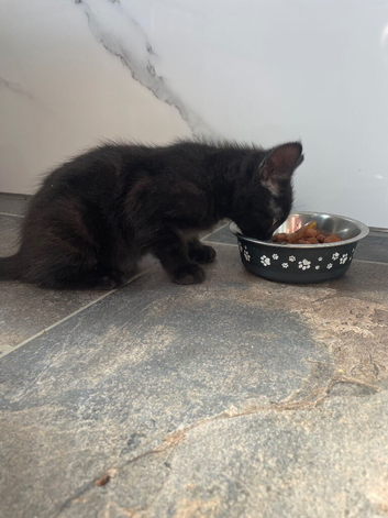 One kitten for sale