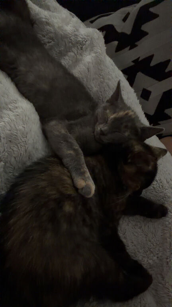 2 beautiful sisters
