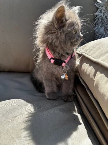 9 weeks old Ragdoll X British short hair 4 kittens available ready now