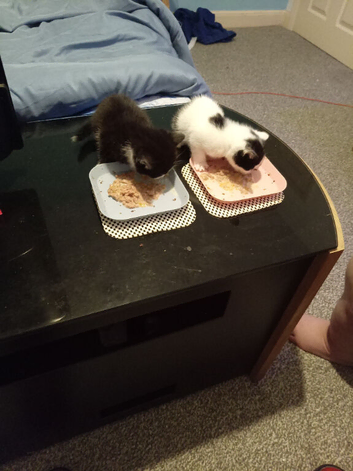 Kittens for sale