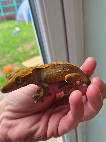 Female crestie and full set up