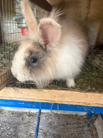 Angora buck/vaccinated