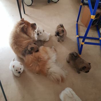 7 beautiful teddy bear chow chow puppies