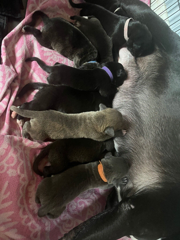 Staffordshire bull terrier x presacanario