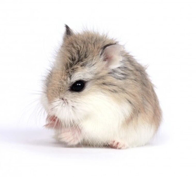 Brother Dwarf Hamsters x2