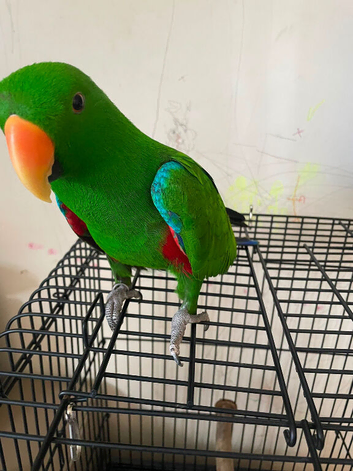 Male Eclectus Glasgow