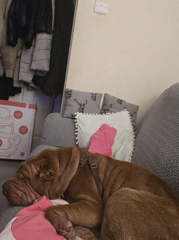 Apollo