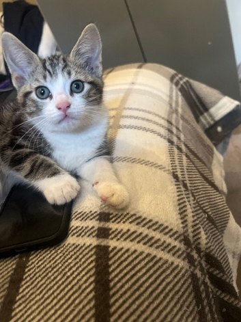 Last kitten left