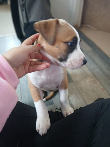 Saluki cross pocket bully