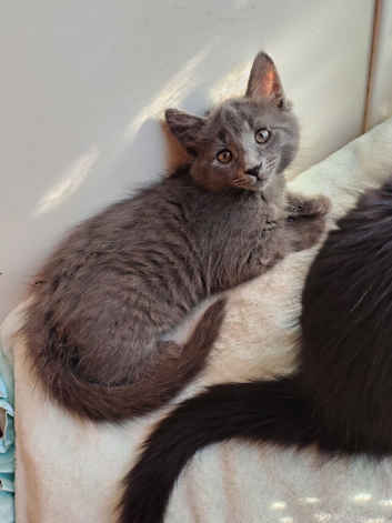Domestic x ragdoll 2 boys