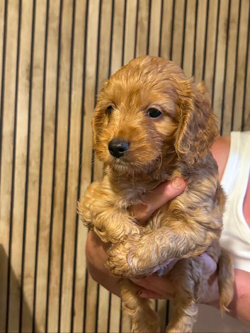 Cockerpoo puppies for sale