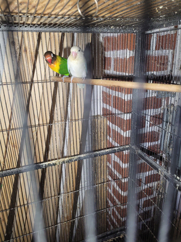 Lovebirds