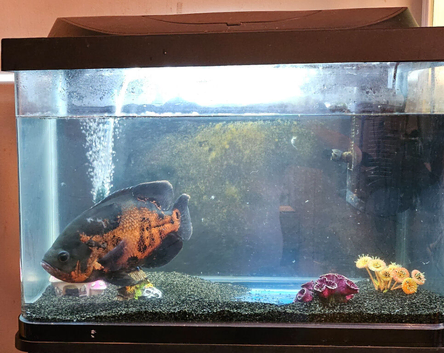 Fish tank and stand
