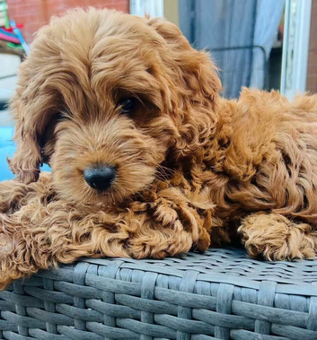 Last 3 beautiful CAVAPOOS GIRLS ONLY