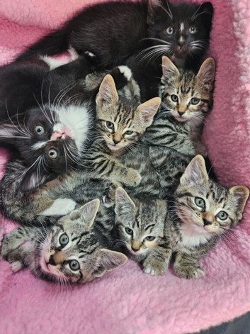 7 kittens