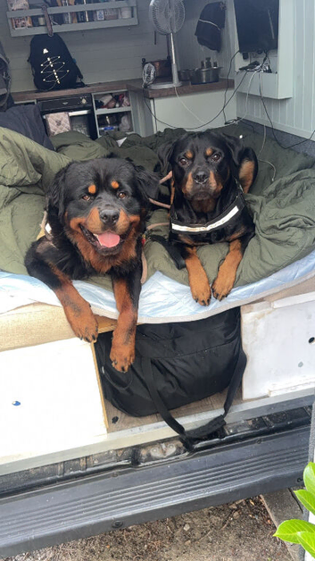 Beautiful litter from Roxy & Tyson