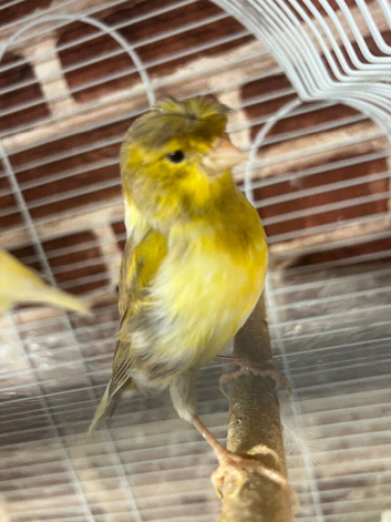 2 canary for new home