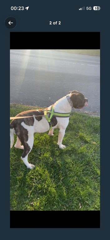 American bulldog female