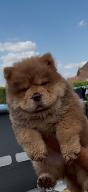 Chow chow boy