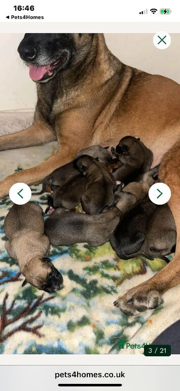 Belgian Malinois x Greyhound Hybrid