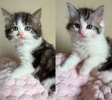 British shorthair x ragdoll