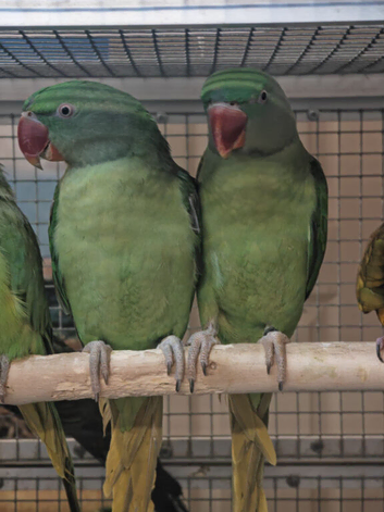 Young Alexandrine Parrots