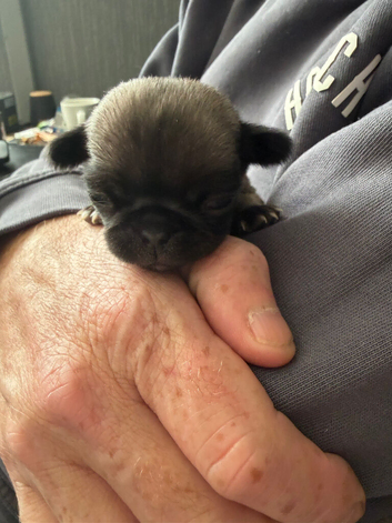 Pug male