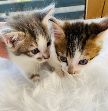 Adorable kittens