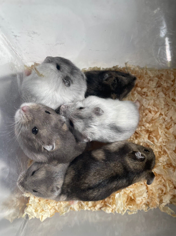 Pure bred Baby Winter White Russian hamsters