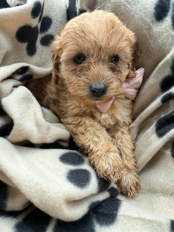 beautiful Golden and white cavapoo puppies