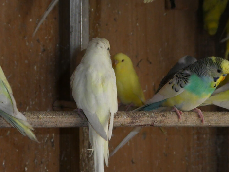 BUDGIES FOR SALE