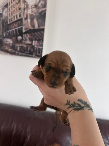 Dachshund puppies
