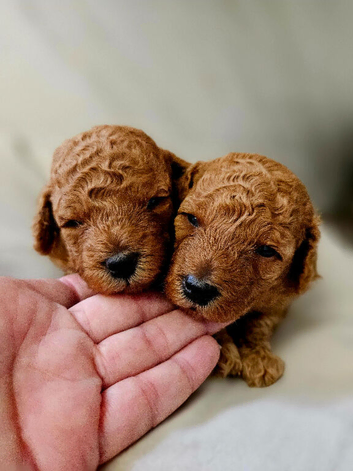 Licensed breeder, kennel club tiny red toy poodles