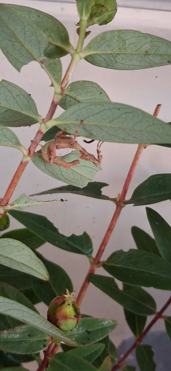 Macleays Spectre stick insect nymphs for sale