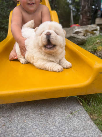 Chow chow ready to go !!!!
